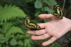 Papillon1